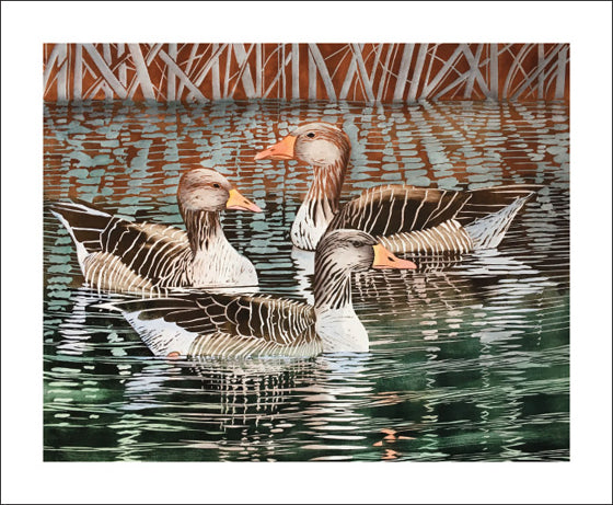 Greylags by Lisa Hooper