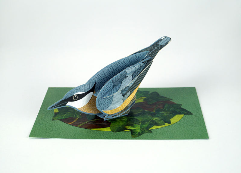 Alice Melvin Pop Out Bird Card - Nuthatch